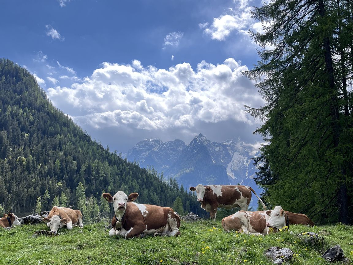 Cows on a mountain pasture near Königgsee